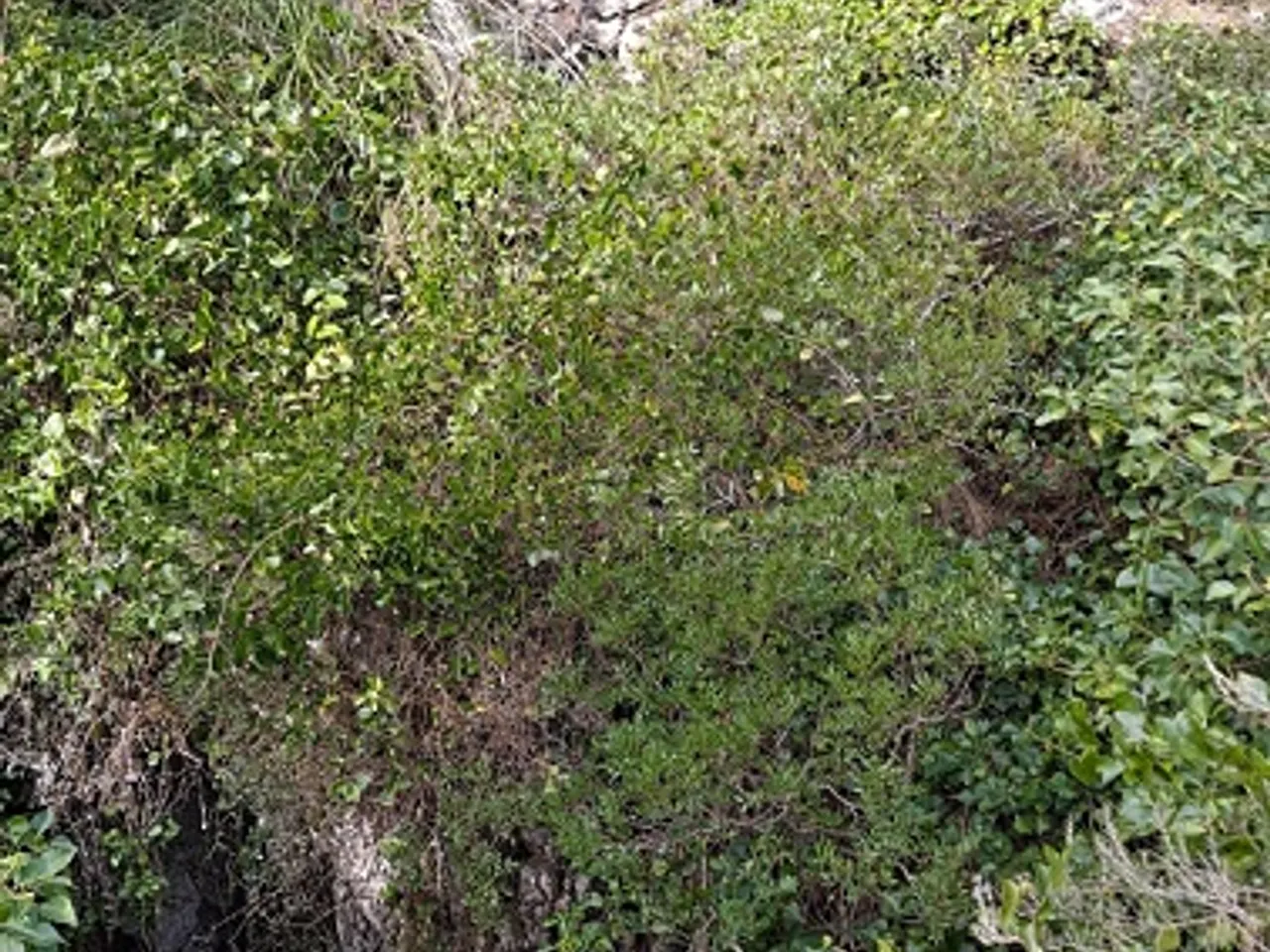Fotografía de FIGUEROTA, AVENC DE LA