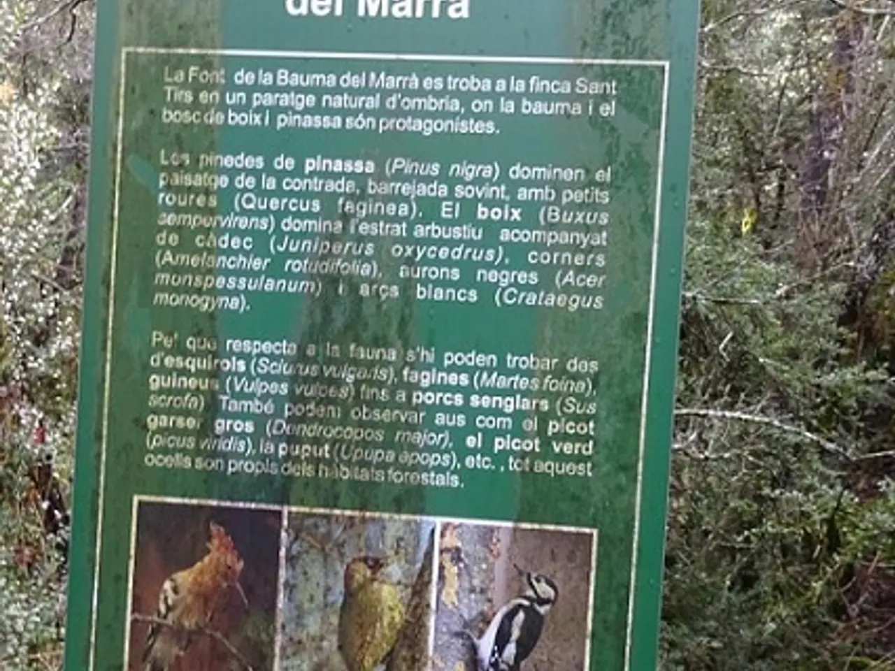 Fotografia de FONT DEL MARRÀ, BAUMA DE LA