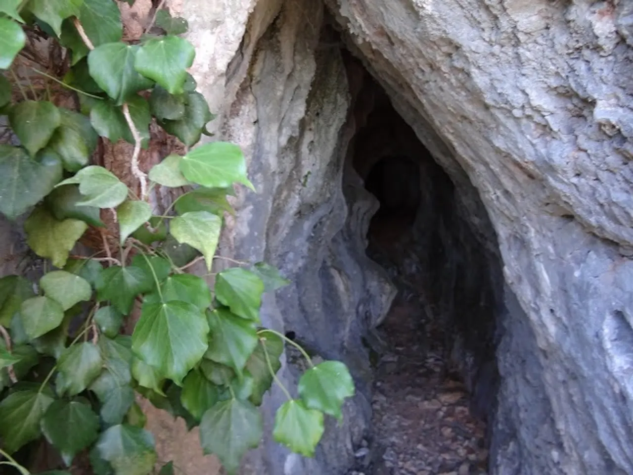 Fotografía de CINGLE DELS ÒBITS, COVA DEL