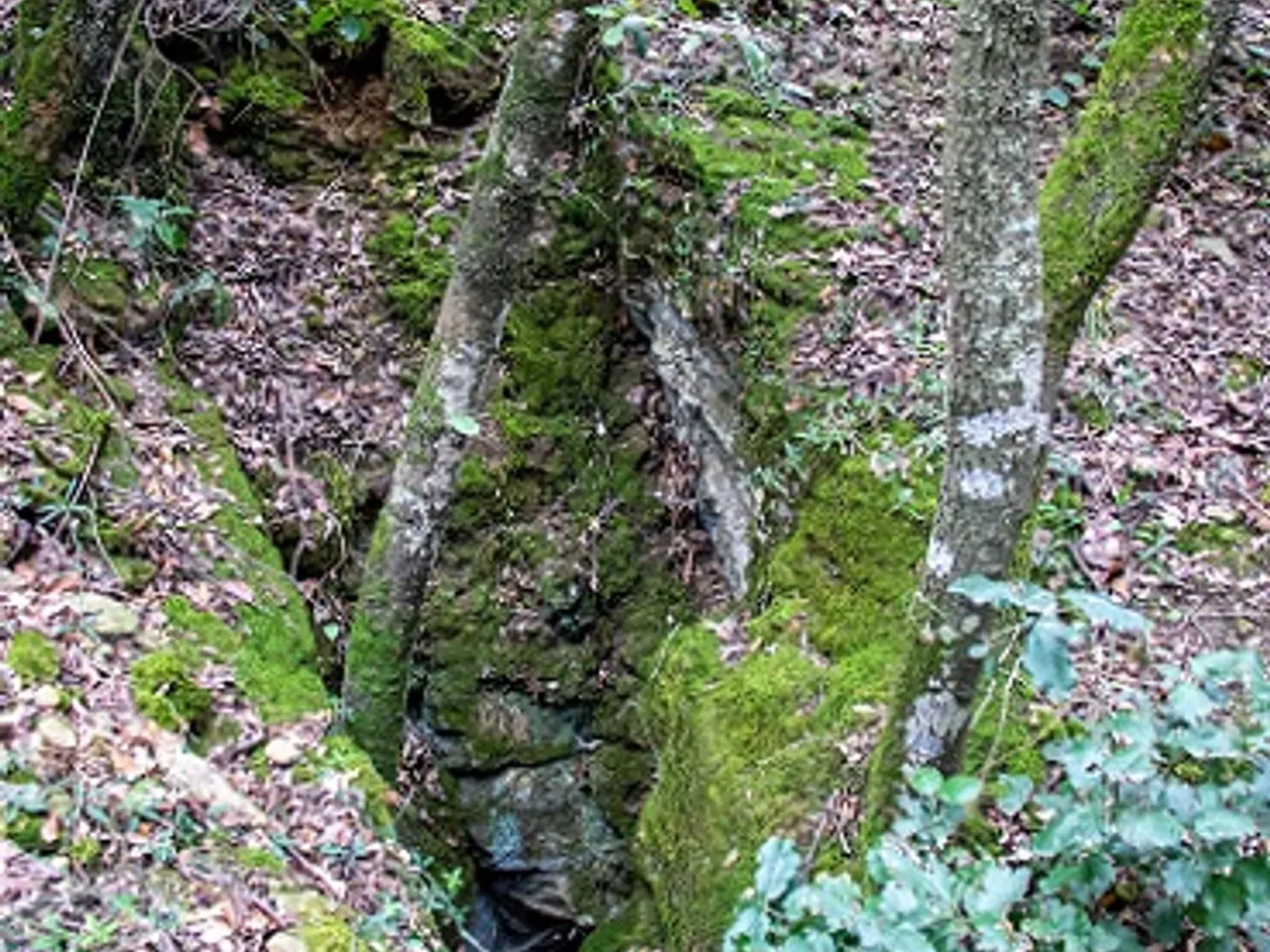 Photograph of GUILLOTERES, COVA DE LES