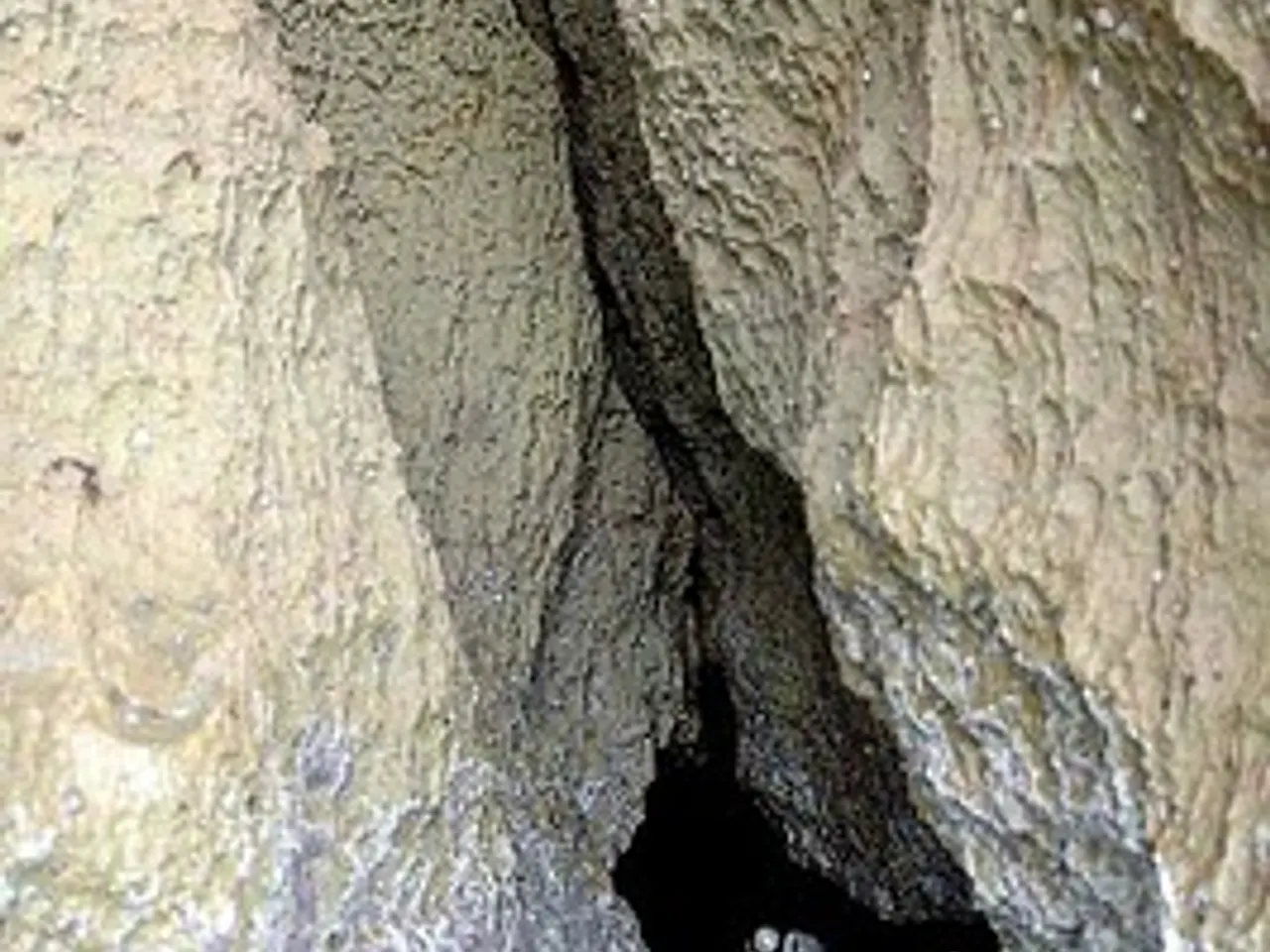 Fotografia de ARGONAUTA, COVA DE L'