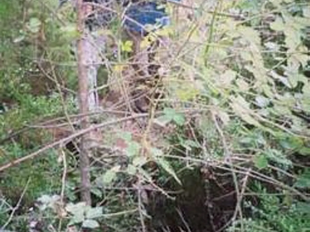 Fotografía de FURGÓ, FORAT 1 DEL