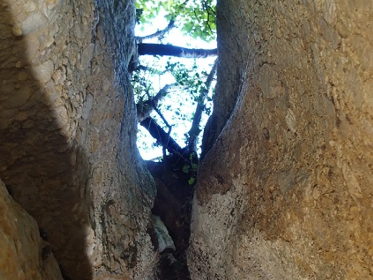 Fotografia de MATA, COVA DE LA