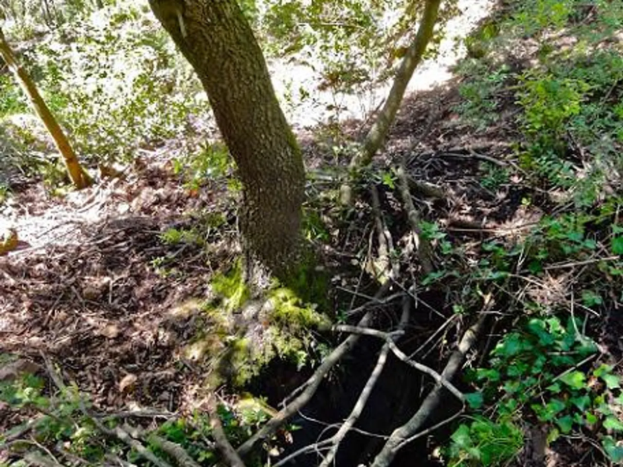 Photograph of FORN DE PEGA DEL DALMAU, AVENC DEL