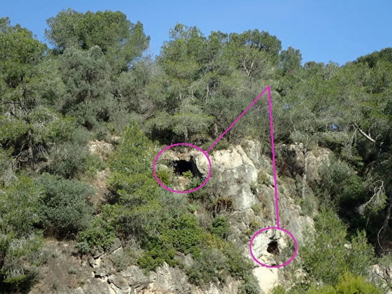 Fotografia de CINGLE DE CAL DURO, COVA DEL