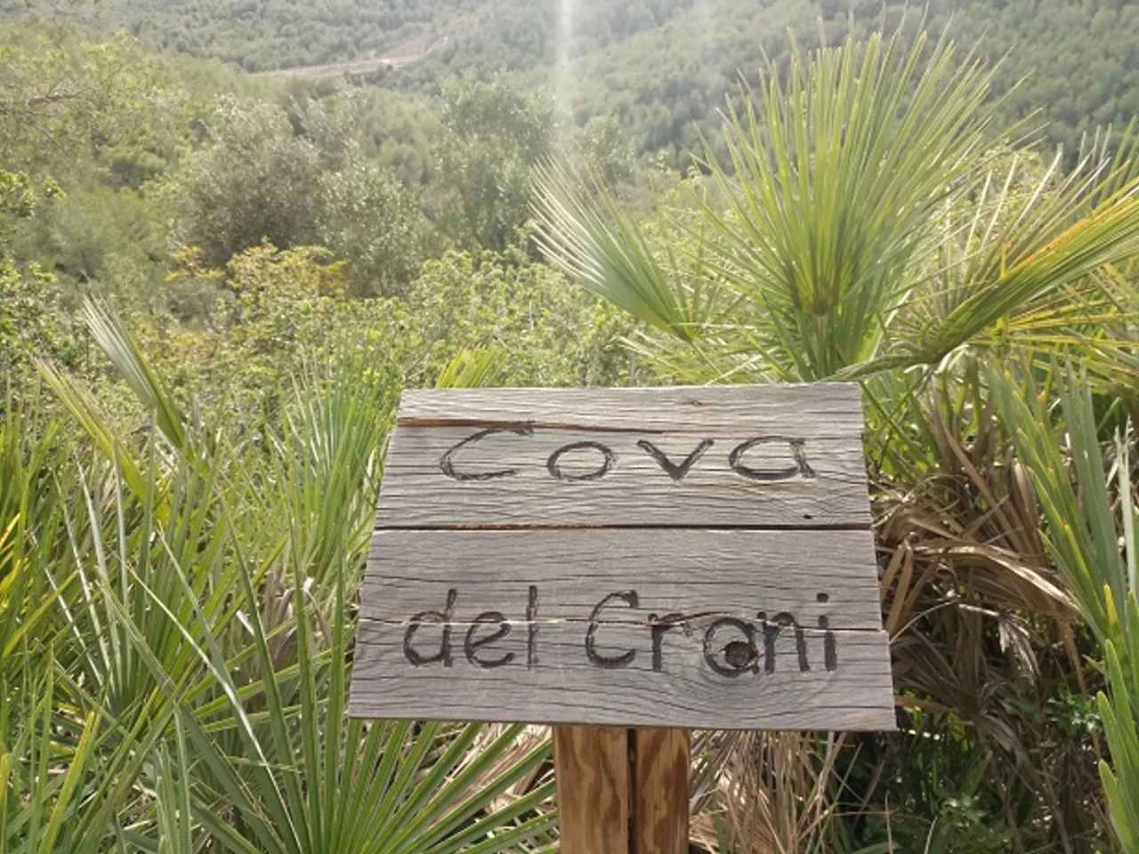 Photographie de CRANI, COVA DEL