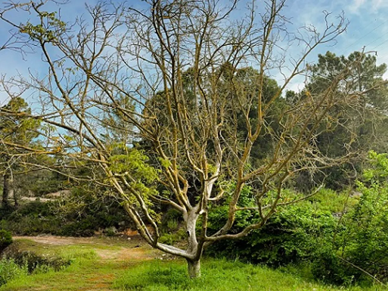 Photographie de RECTOR, COVA DEL