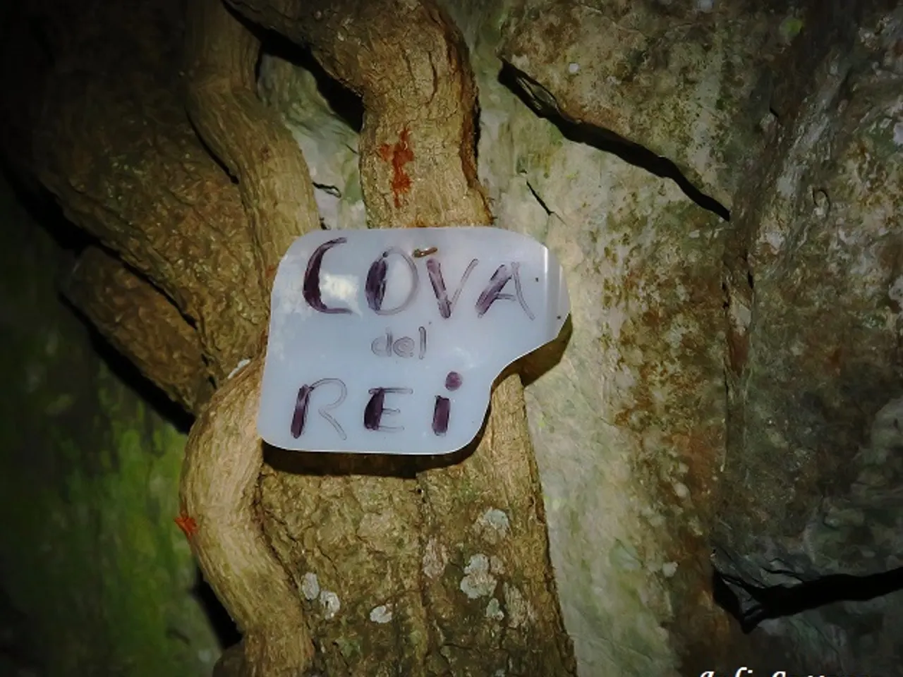 Fotografia de REI, COVA DEL
