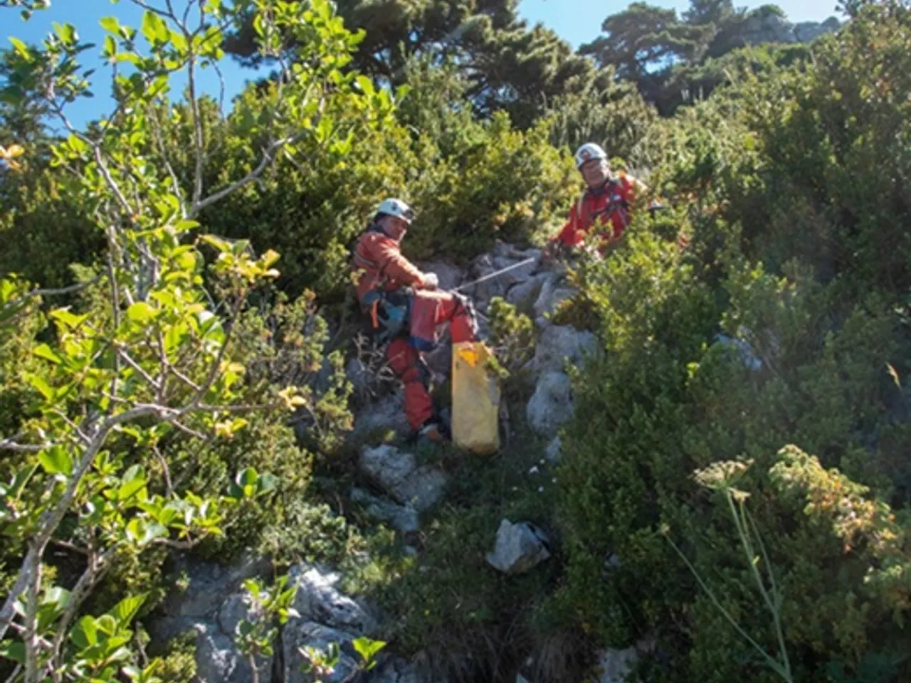 Fotografia de CERNERES, AVENCS PETITS DE