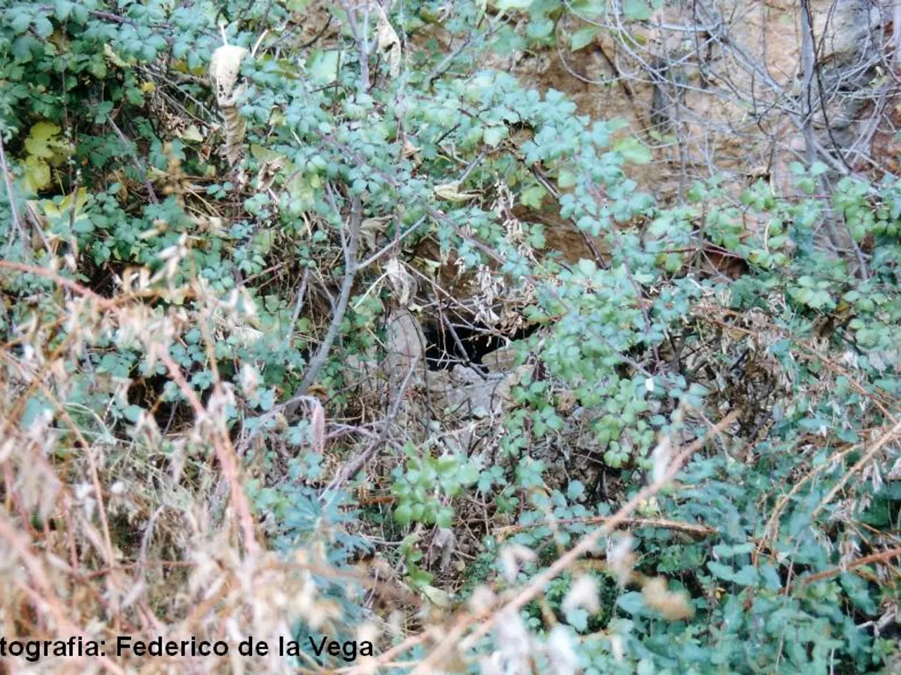 Fotografia de FIGUERA PETITA,  COVA DE LA