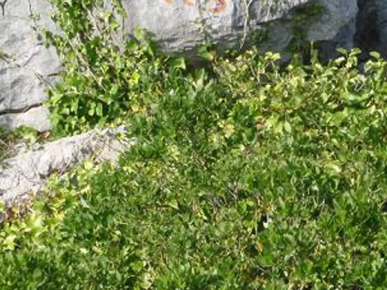Fotografia de GUSTEMS, AVENC