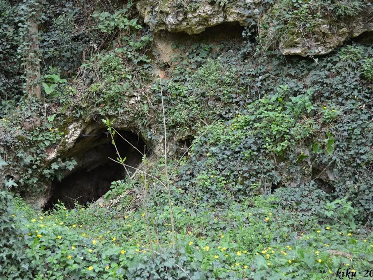 Fotografia de ARBREDA PETITA, COVA DE L'