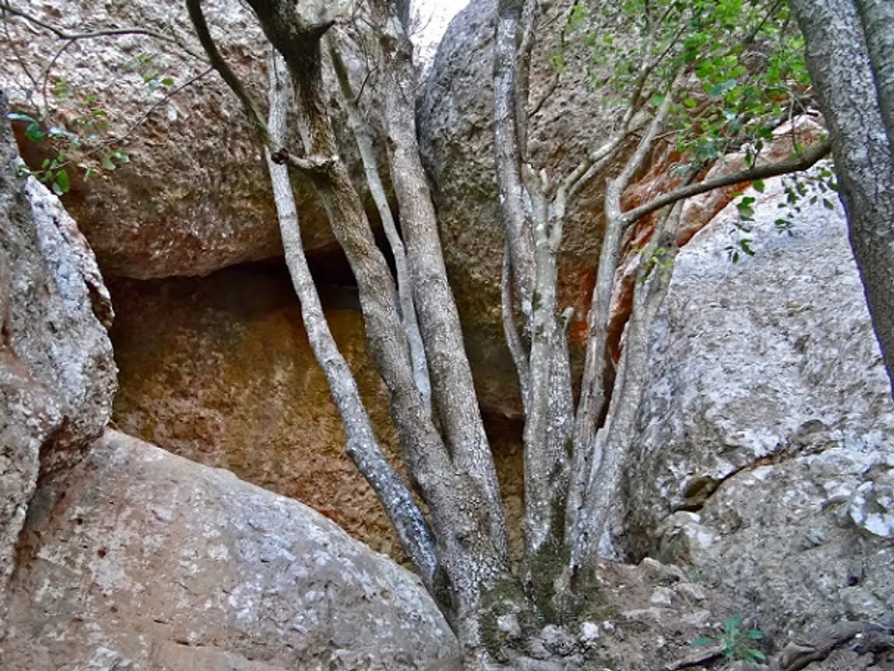 Fotografia de CANAL DELS BOIXOS, COVA DE LA