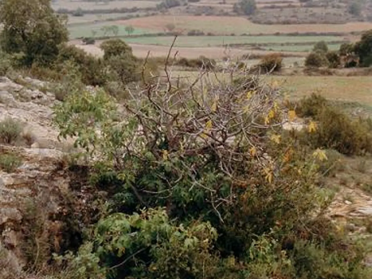 Photographie de SANT MIQUEL, COVA DE