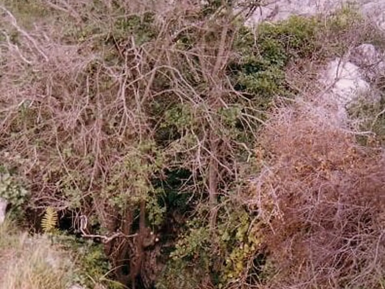 Fotografia de PAPALLONA, AVENC DE LA