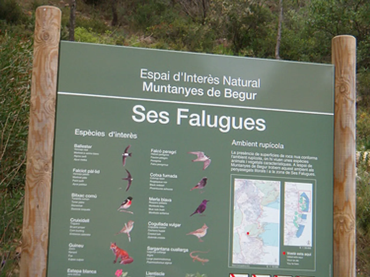 Fotografía de FALUGUES, COVES DE SES