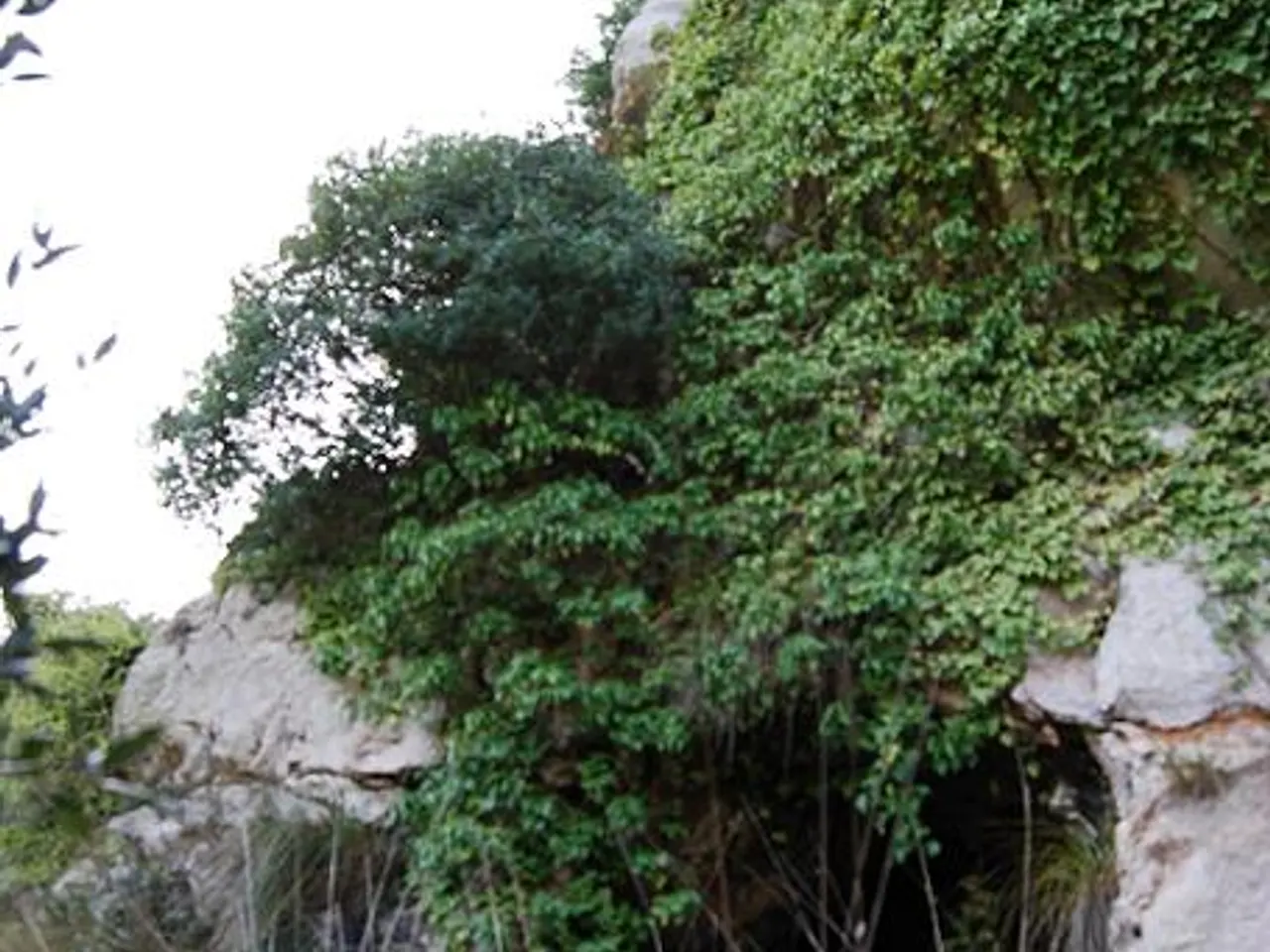 Photograph of CARXOL, COVA DEL