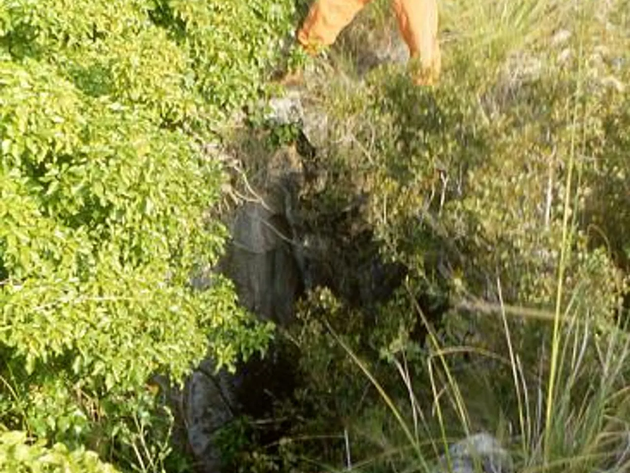 Photographie de BARRANC DE LES MOSSES, FORAT DEL