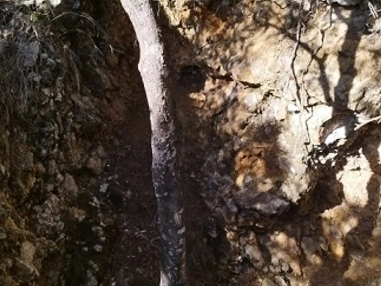 Fotografia de MORSELL, COVA DEL