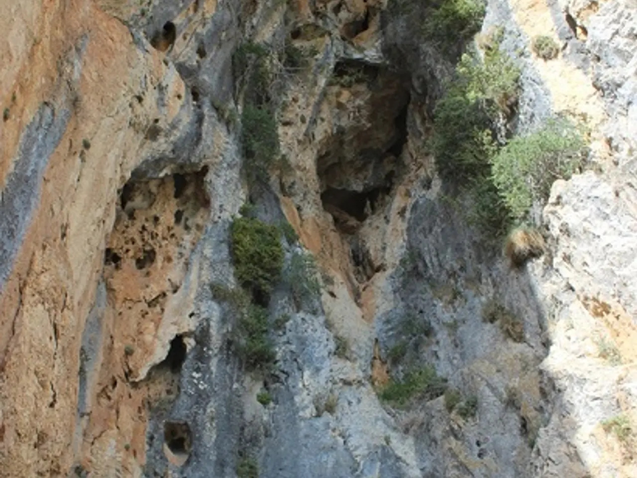 Photographie de PETITA, COVA
