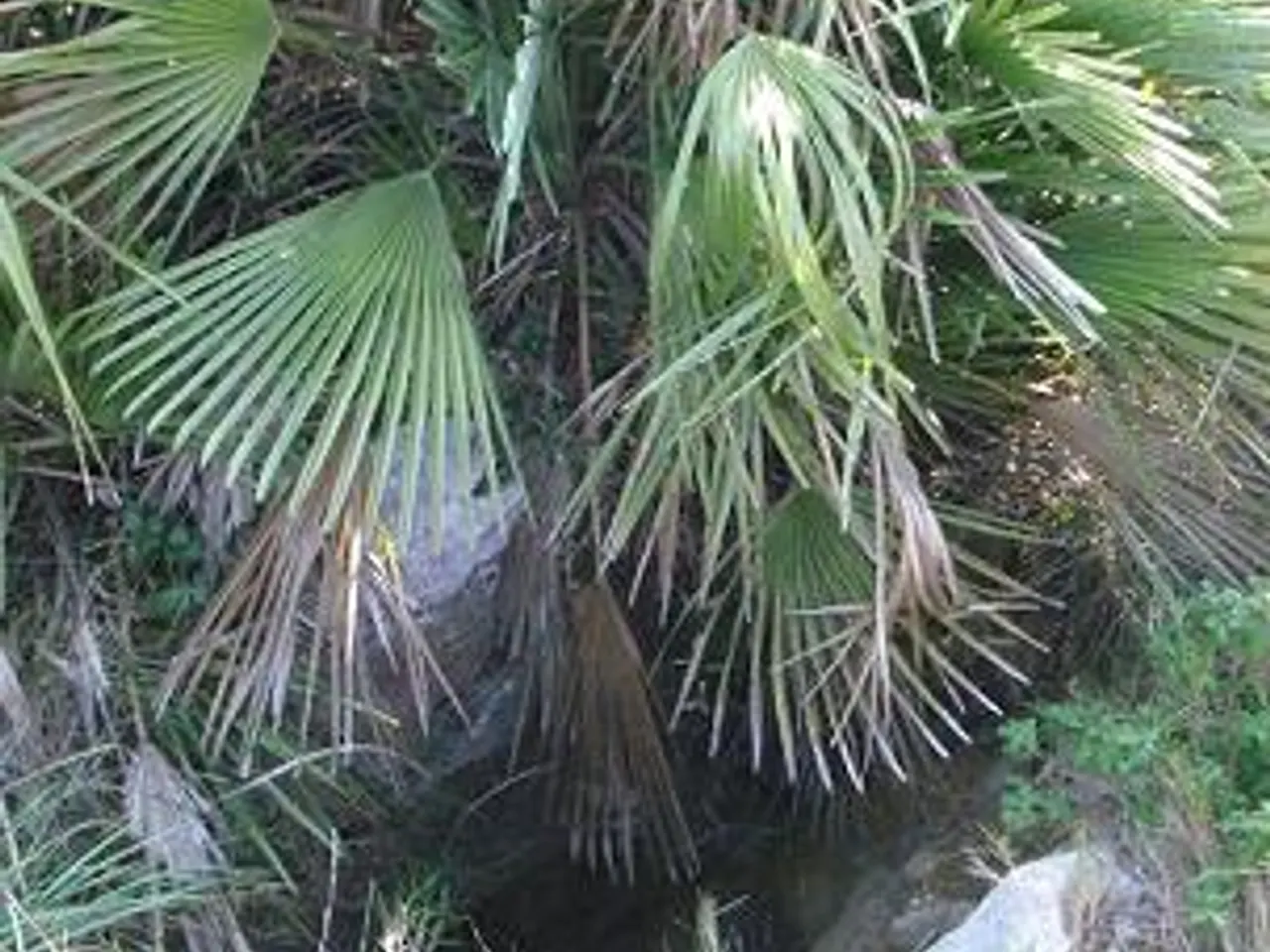Fotografía de PALMERA, AVENC DE LA