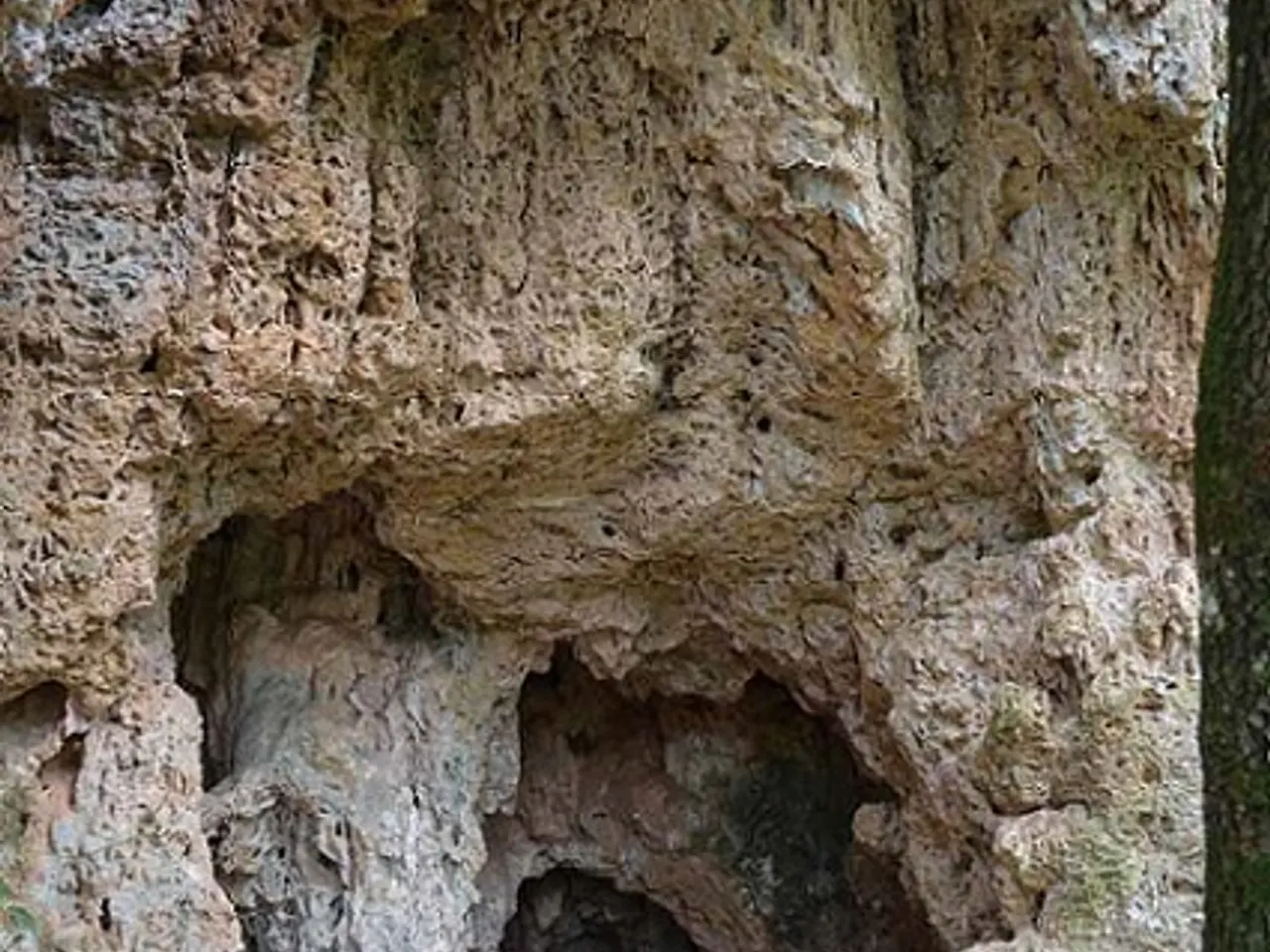 Fotografía de AVELLANER, COVA DE L'