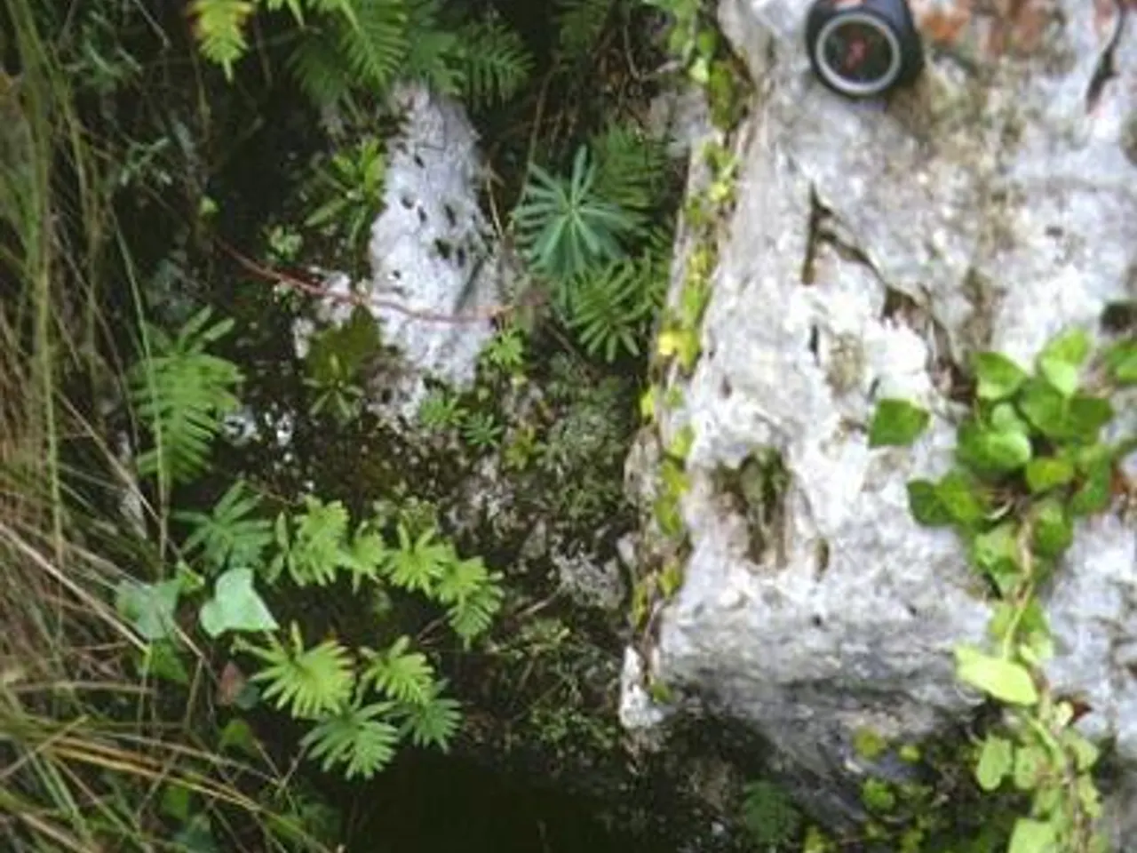 Fotografía de FONDAL, AVENC DEL