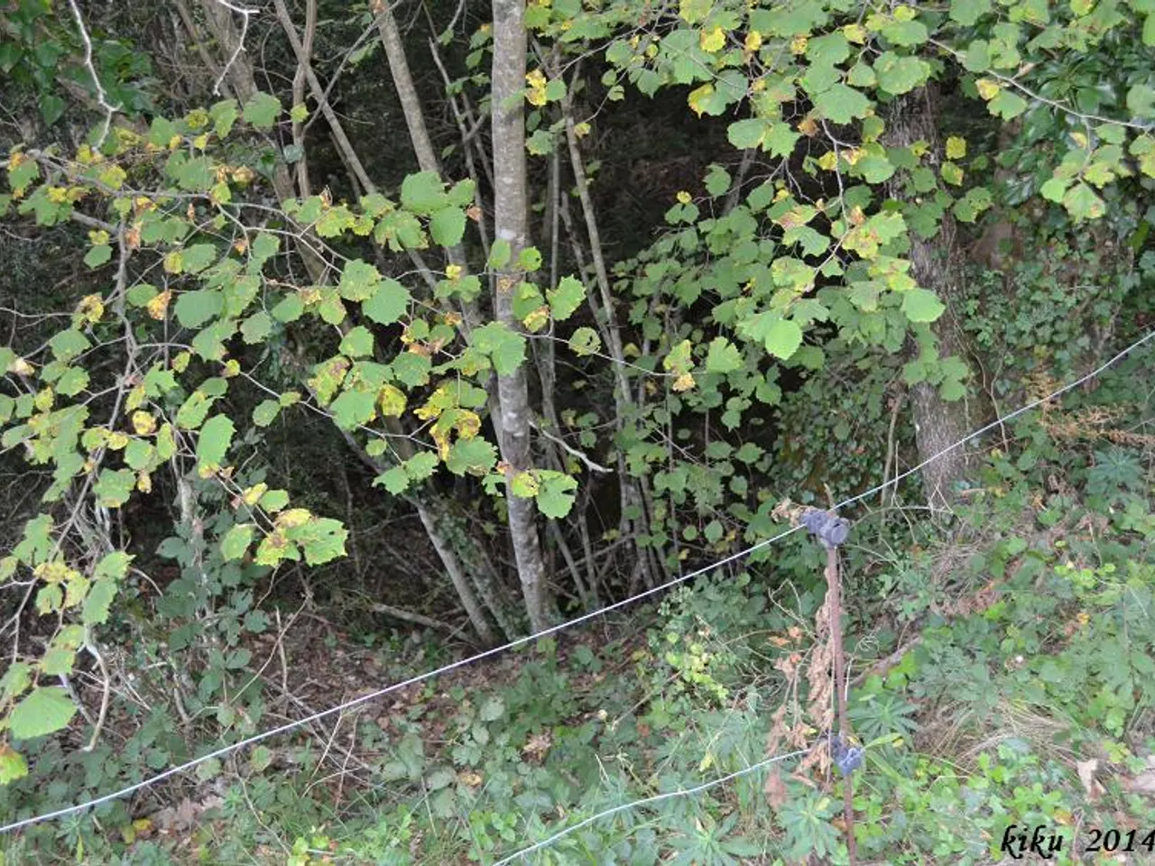 Photograph of RATAFIA, FORAT DE LA