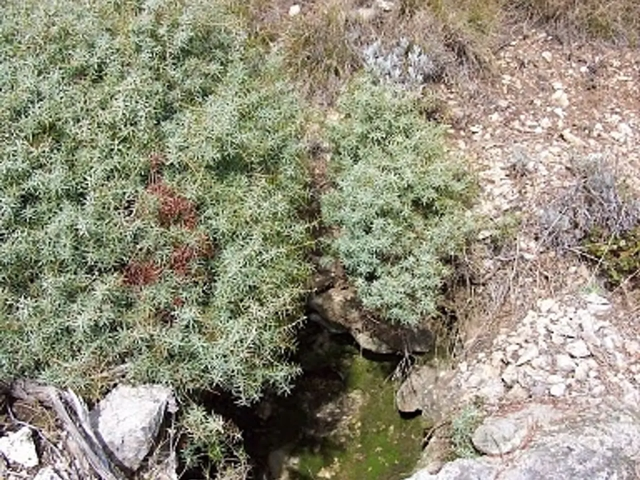 Fotografía de MAQUIS, AVENC DEL