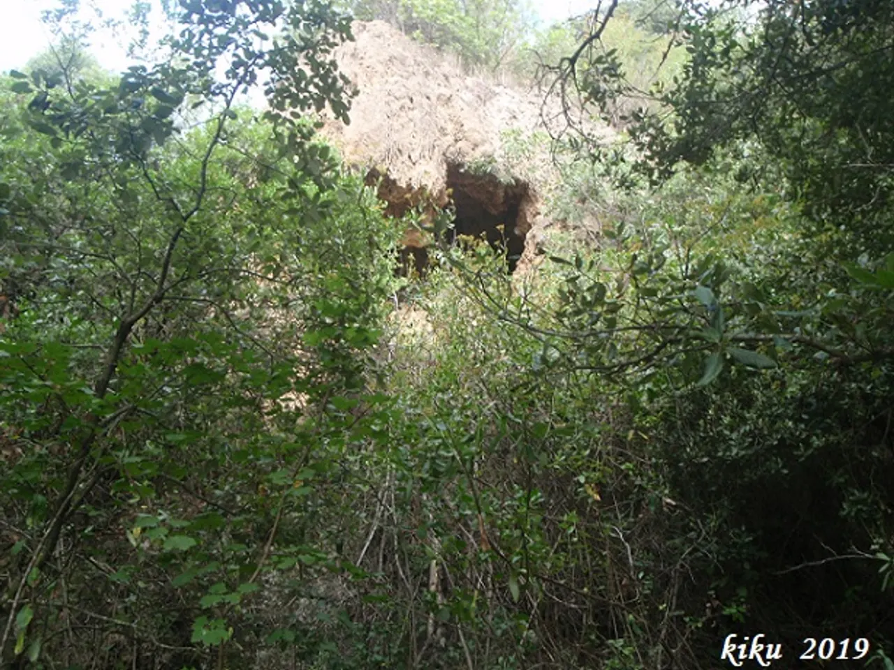 Fotografia de TOSQUES DEL GLORIETA, COVA DE LES