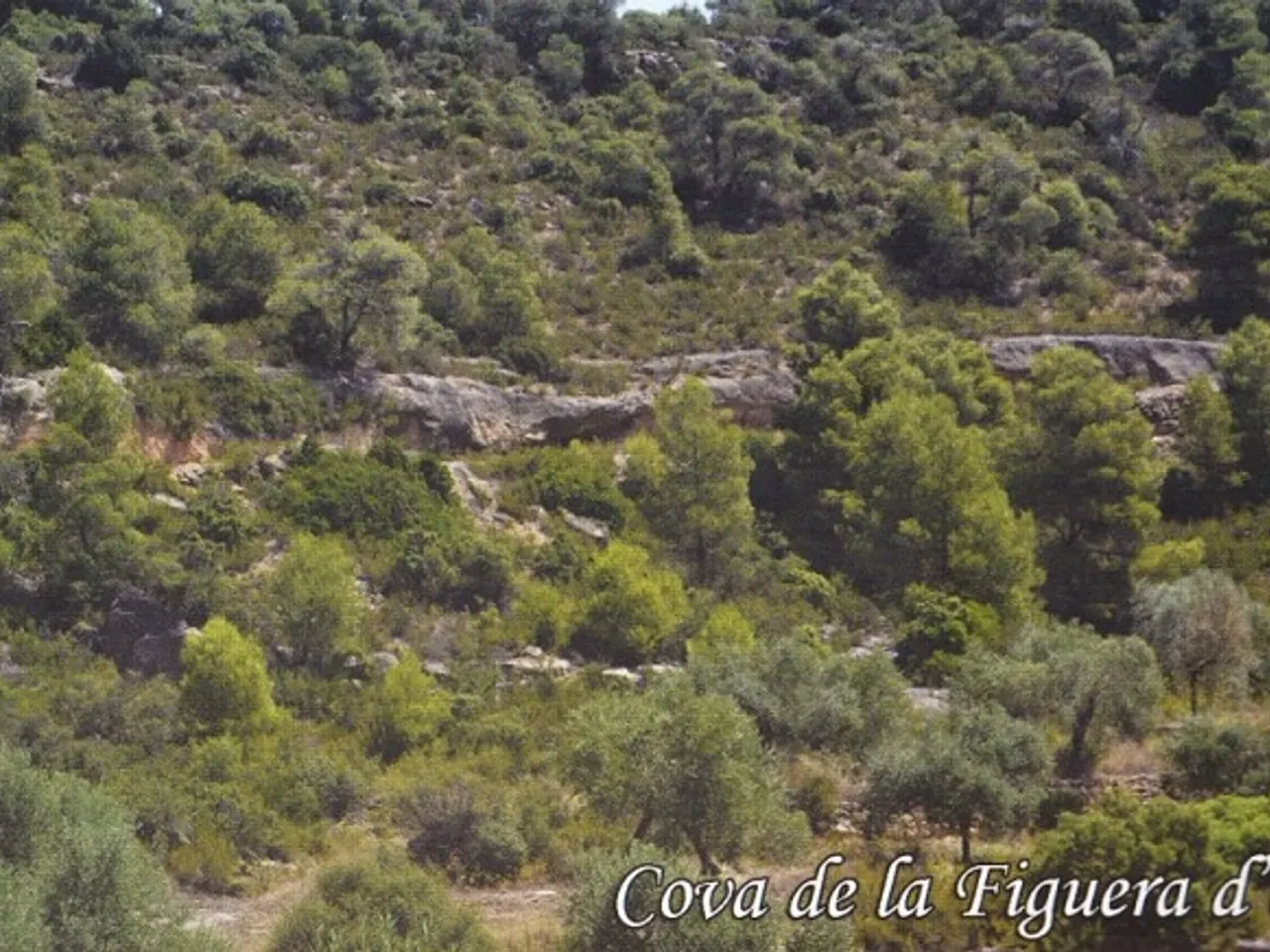Fotografia de FIGUERA D'EN BLAI, COVA DE LA
