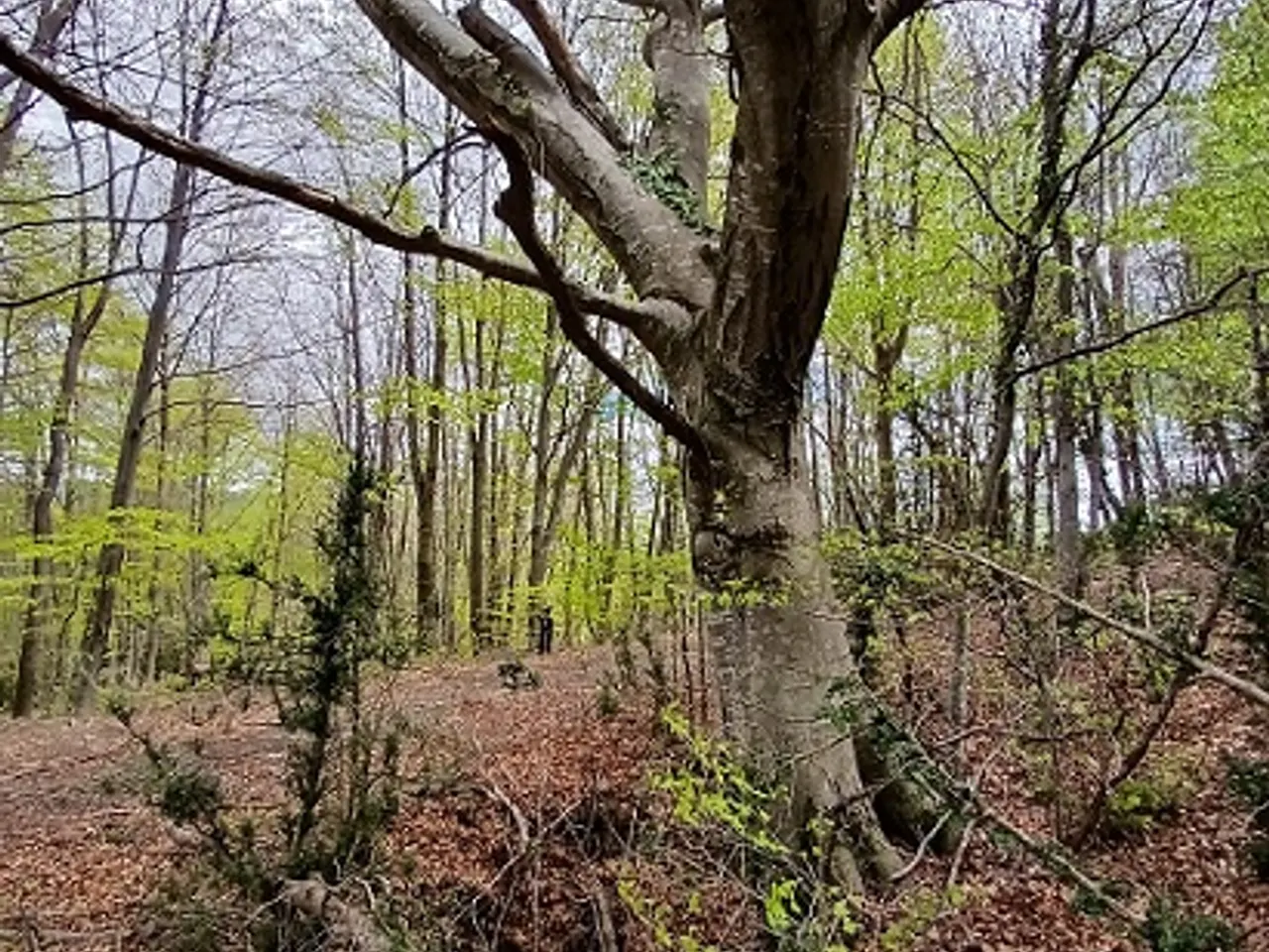 Fotografia de COLL DE L'ALEC, AVENC DEL
