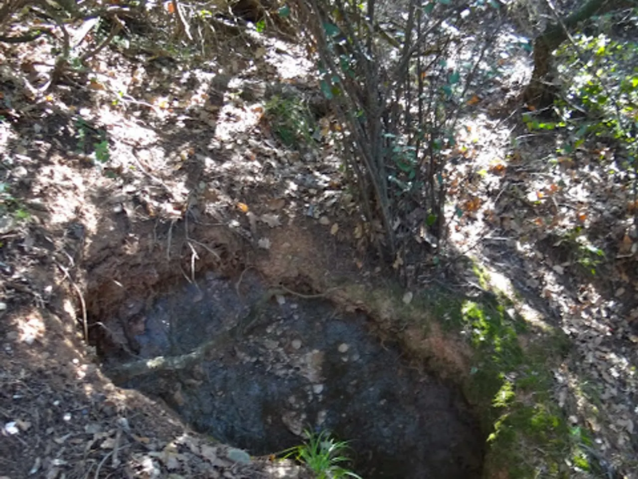 Photograph of MATA-RODONA, AVENC DE