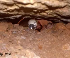 Fotografia de Font Mentidora (3 de 3)
