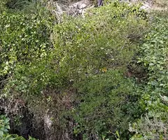 Fotografía de FIGUEROTA, AVENC DE LA (1 de 1)