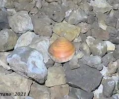 Fotografia de PEIXET, COVA D'EN (11 de 35)