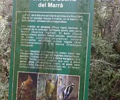 Fotografia de FONT DEL MARRÀ, BAUMA DE LA (1 de 5)
