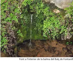 Photographie de BALÇ DE LES FONTANILLES, BALMA (3 sur 3)