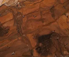 Fotografia de MURICECS, COVA DELS (15 de 18)