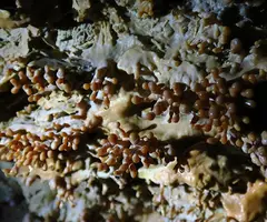 Fotografia de CAN RIGOL Nº 2, COVA DE (11 de 11)