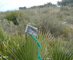 Fotografia de PALMA, AVENC DE LA (1 de 4)