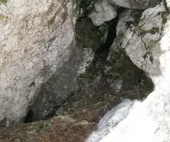 Photographie de GEL, POU DE (2 sur 3)