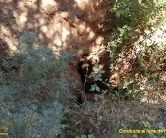 Fotografia de CAN TRULLARS, COVA DE (2 de 10)