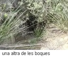 Fotografia de QUATRE FORATS, AVENC DELS (3 de 11)