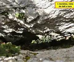 Photograph of CORRUBÍ, AVENC DE L'ESCLETXA PETITA DE (2 of 3)