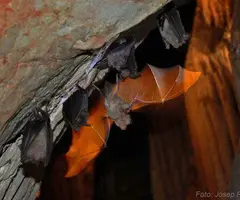 Fotografia de NEGRA DE TRAGÓ, COVA (11 de 12)