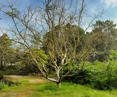 Photographie de RECTOR, COVA DEL (1 sur 10)