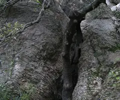 Fotografía de ERMITANS, COVA DELS (4 de 8)