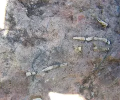Fotografía de PEDRÓ, BÒFIA DEL (5 de 5)