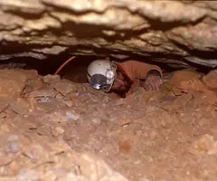 Fotografia de MENTIDORA,  FONT (1 de 1)